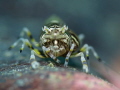   Bumble Bee Shrimp always moving hard point down. Ambon there have been many them so managed get this close up. down up  